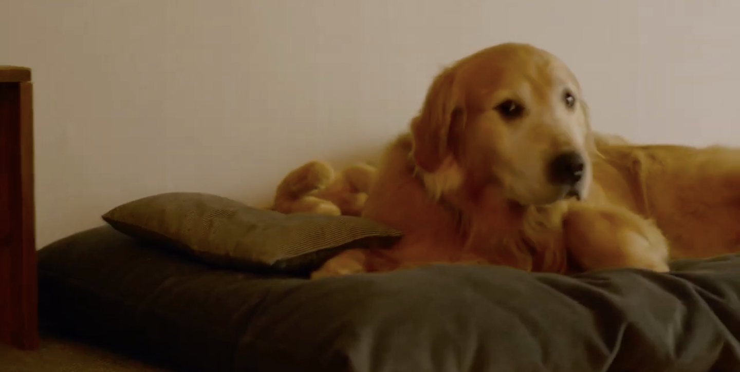 Смотреть бесплатно фильм трейлер "Мой пёс Руни" онлайн
