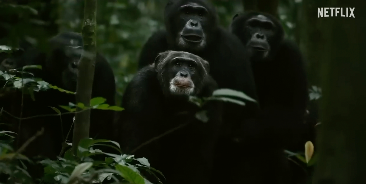 Трейлер сериала "Империя шимпанзе"